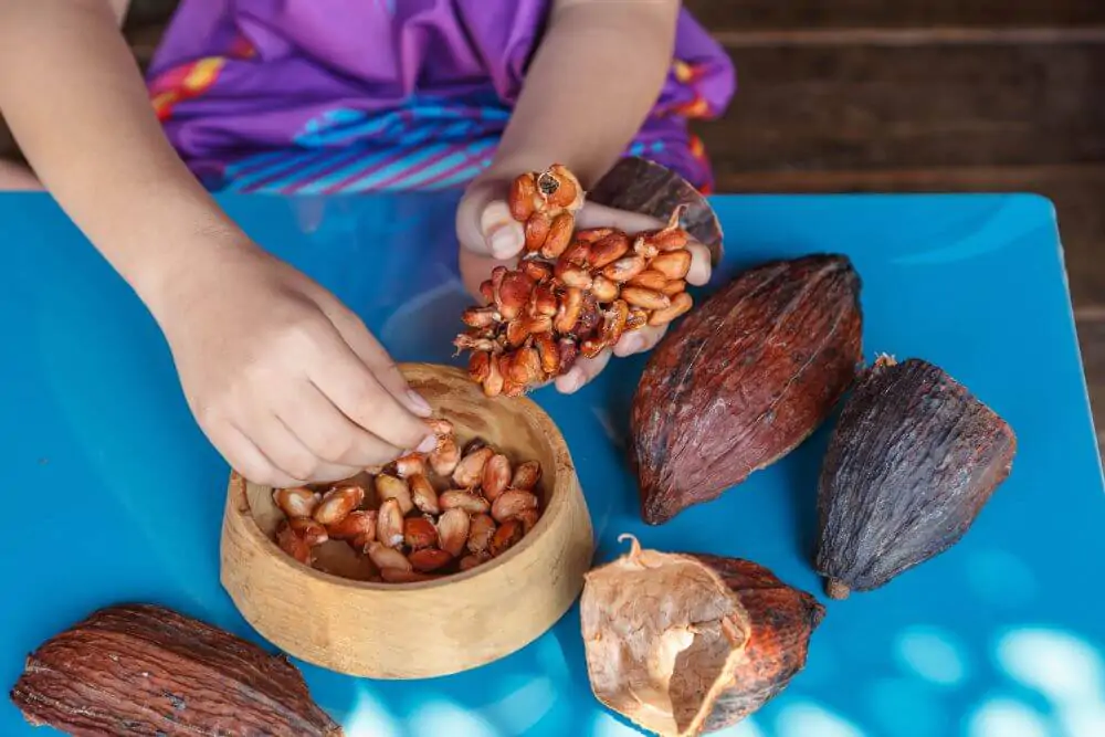 Inspect cocoa beans for sorting