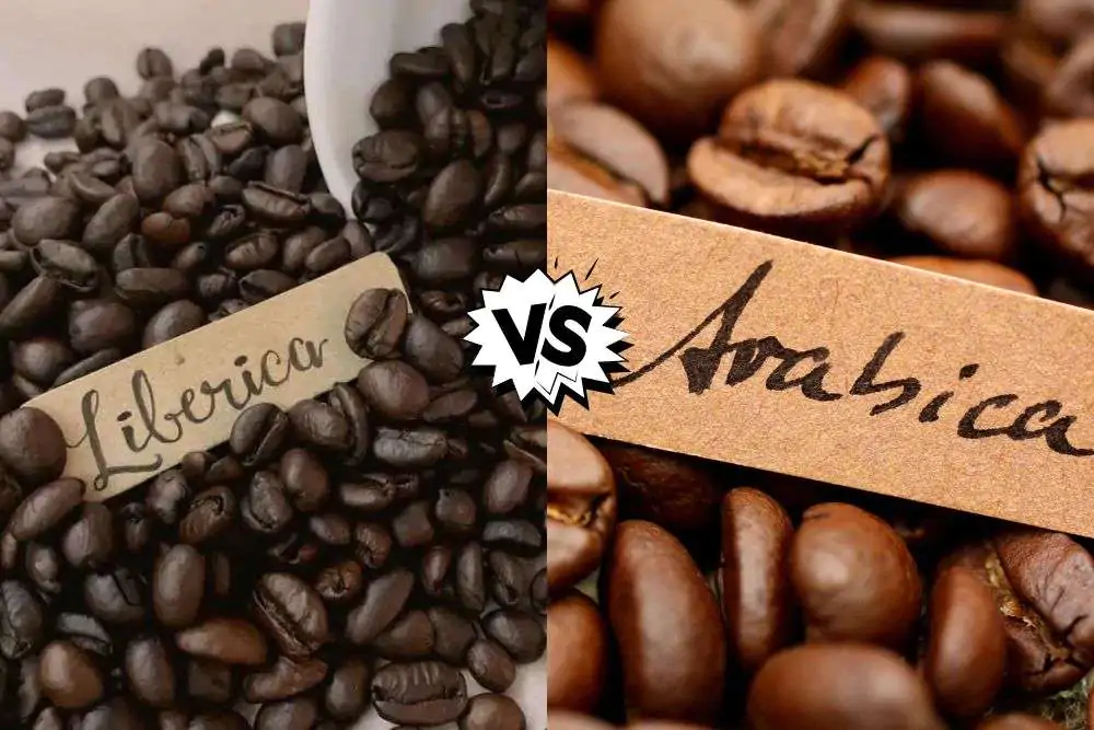 Liberica vs. Arabica coffee
