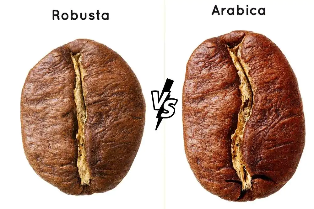 Robusta vs. Arabica coffee