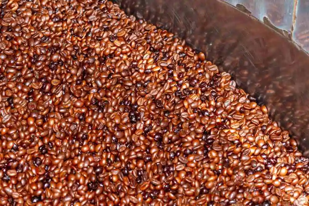 Coffee beans of the Robusta variety of natural roast and Torrefacto