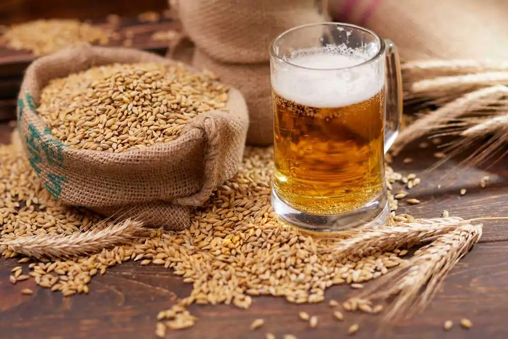 beer ingredients: barley near beer glass
