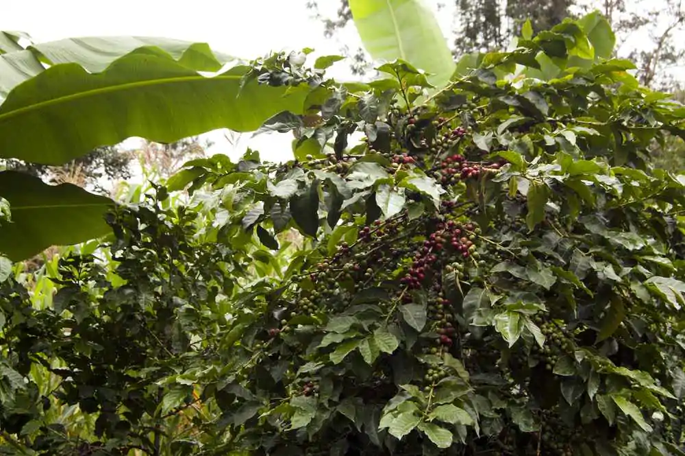 Ripe coffee berries in a farm in Central Kenya
