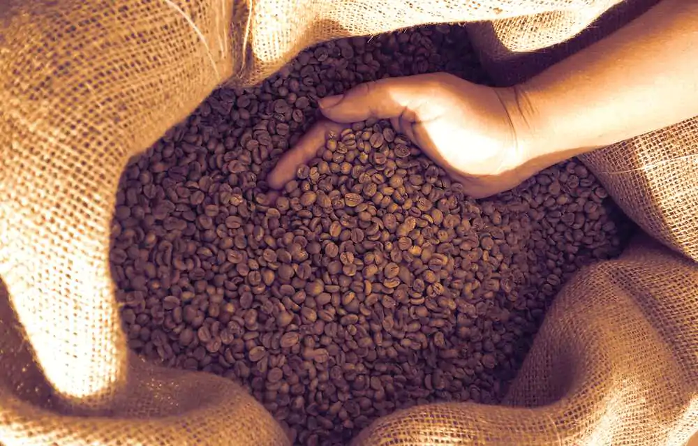 Farmer holding a dry and shelled coffee beans in Brazil